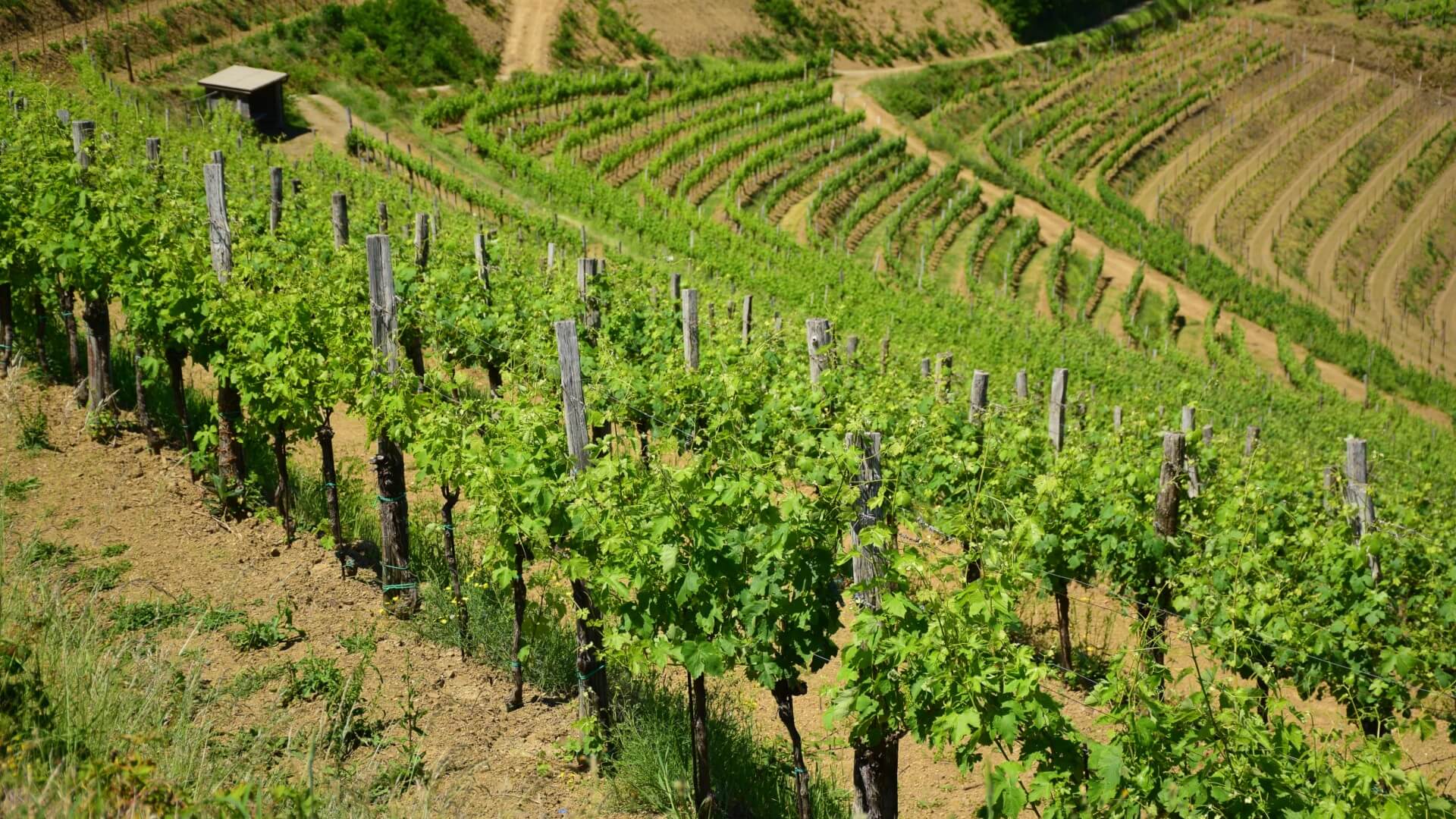 Vinogradi Vina Dornberg v Vipavski dolini