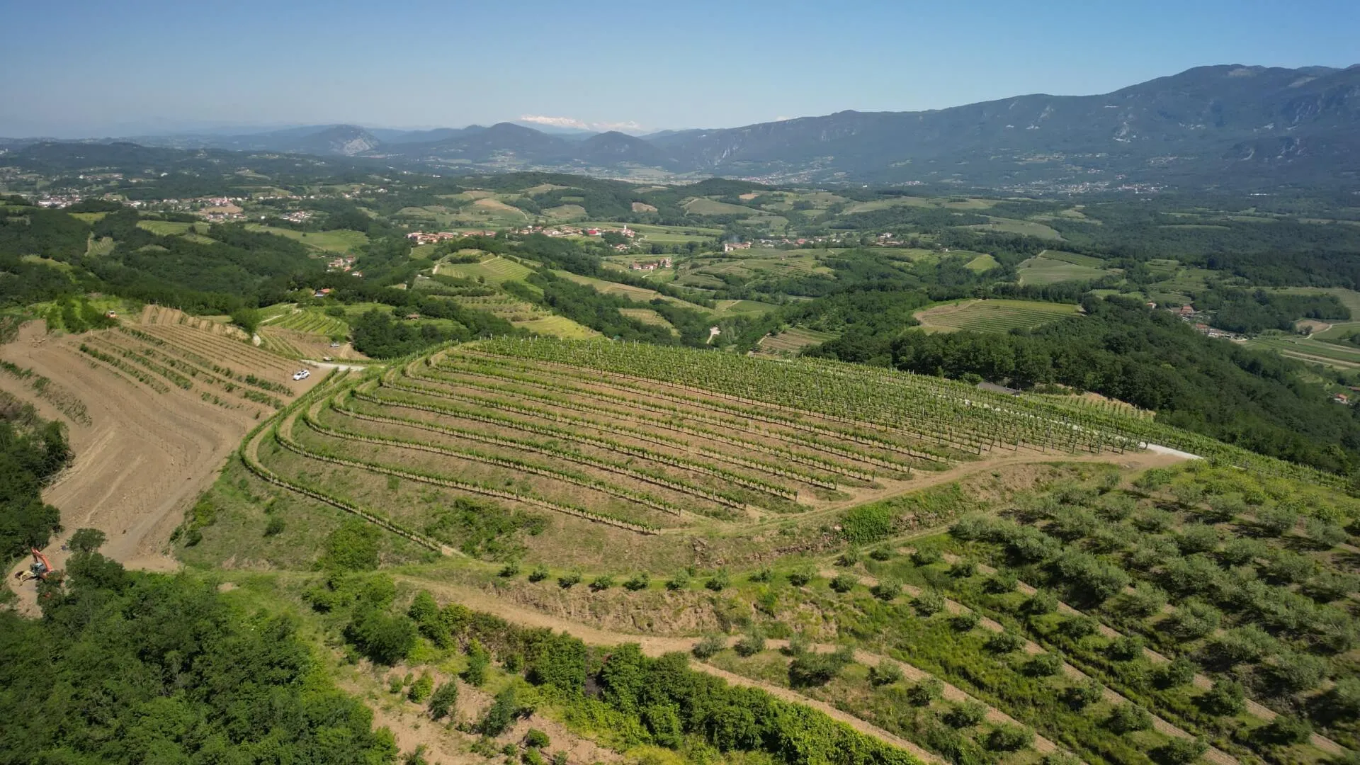 Vinogradi Vina Dornberg v Vipavski dolini
