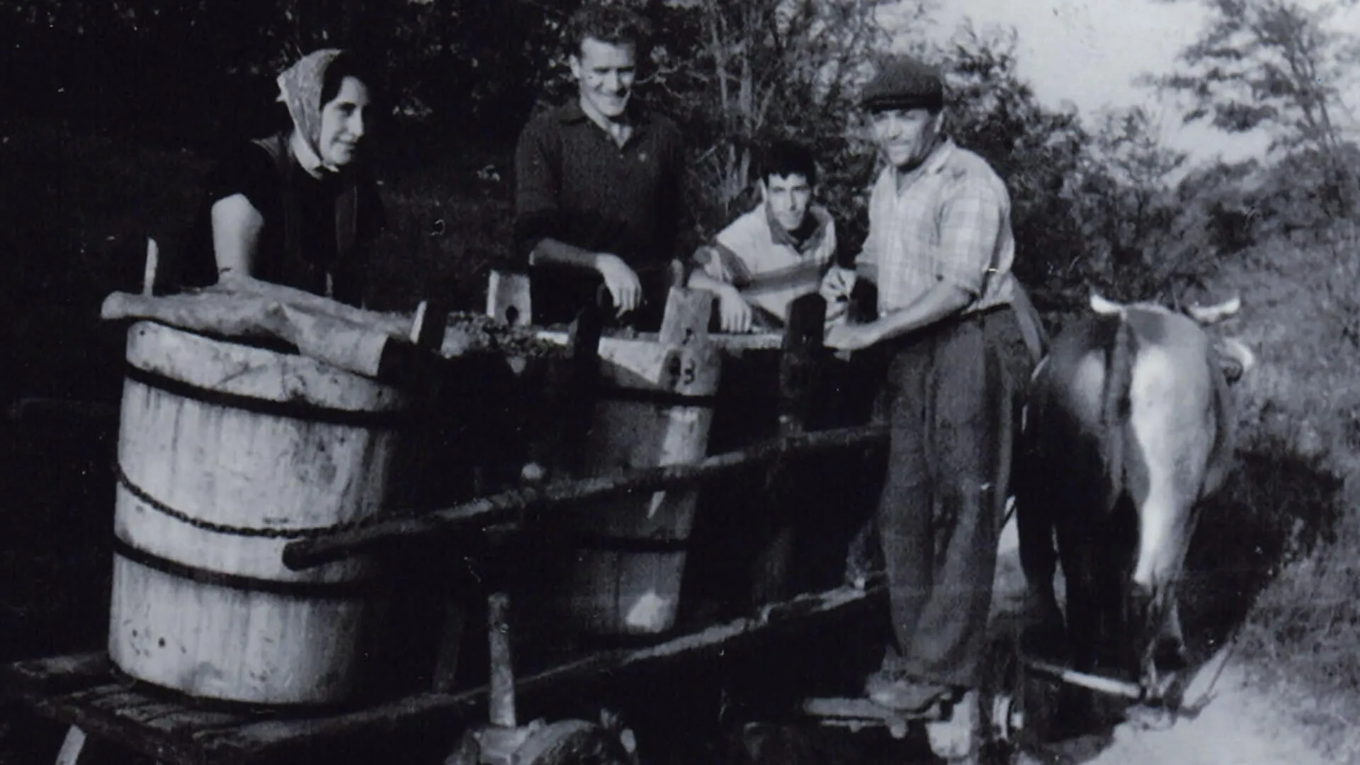 Družinska tradicija vinarstva Vina Dornberg
