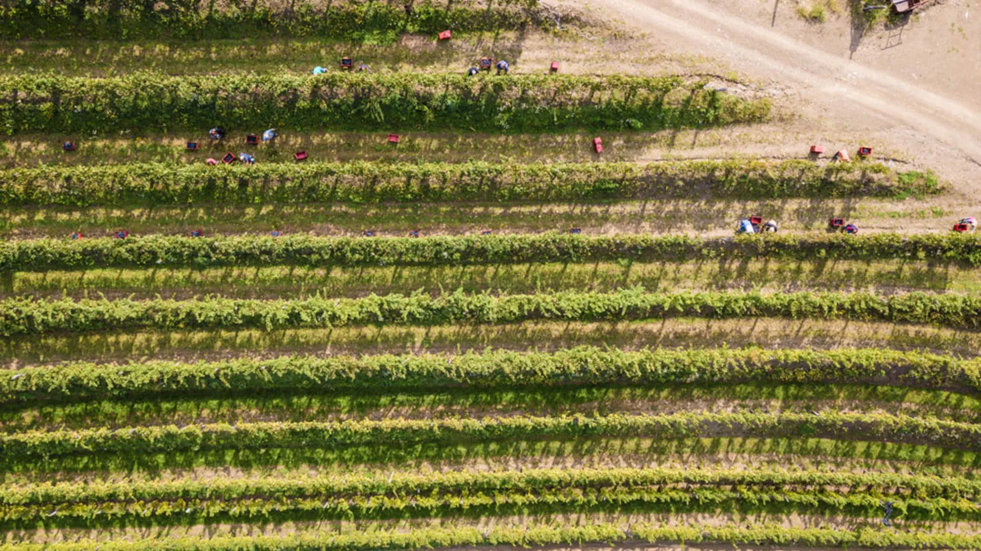 Vinogradi Vina Dornberg v Vipavski dolini