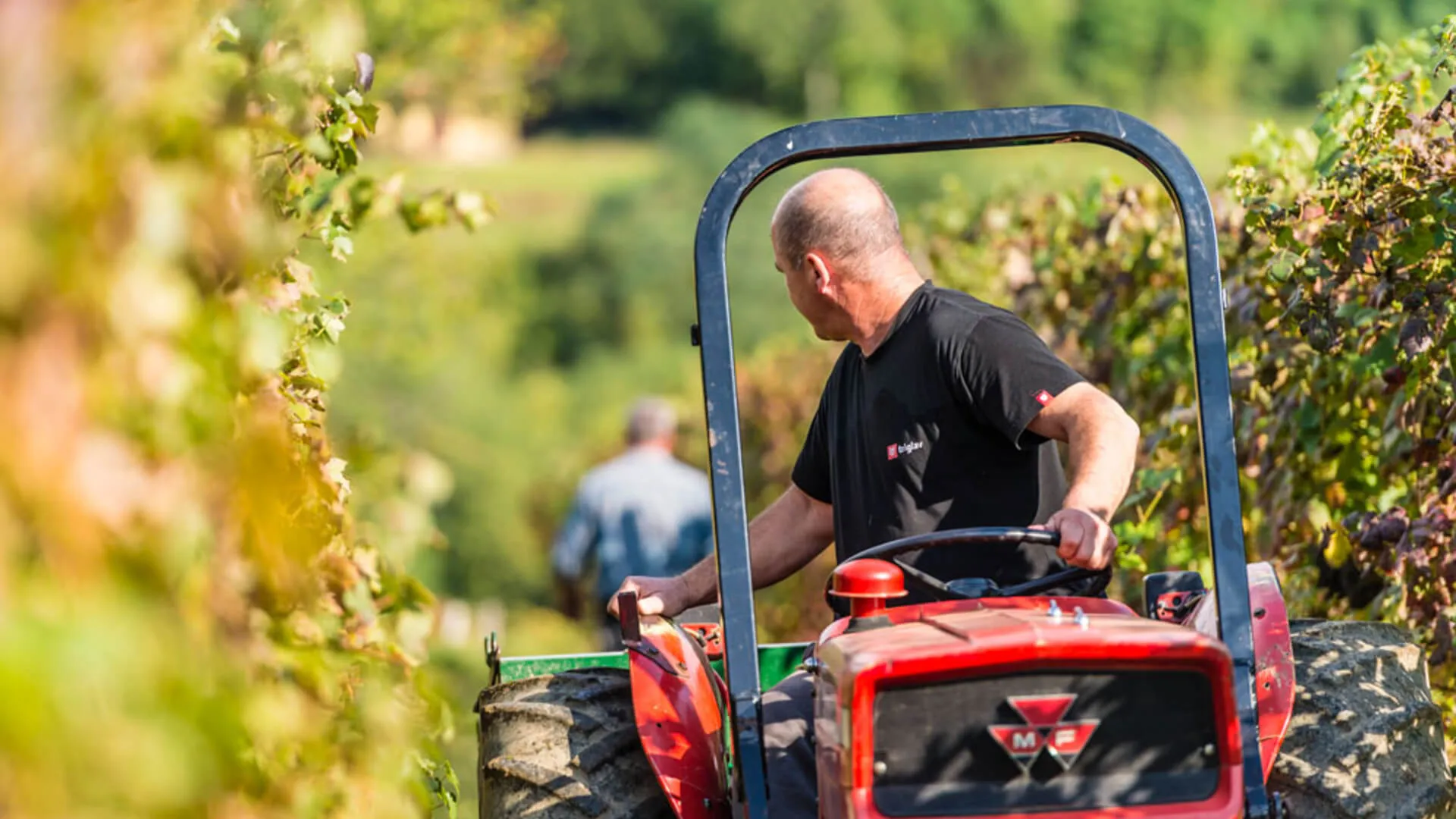 Vinogradi Vina Dornberg v Vipavski dolini